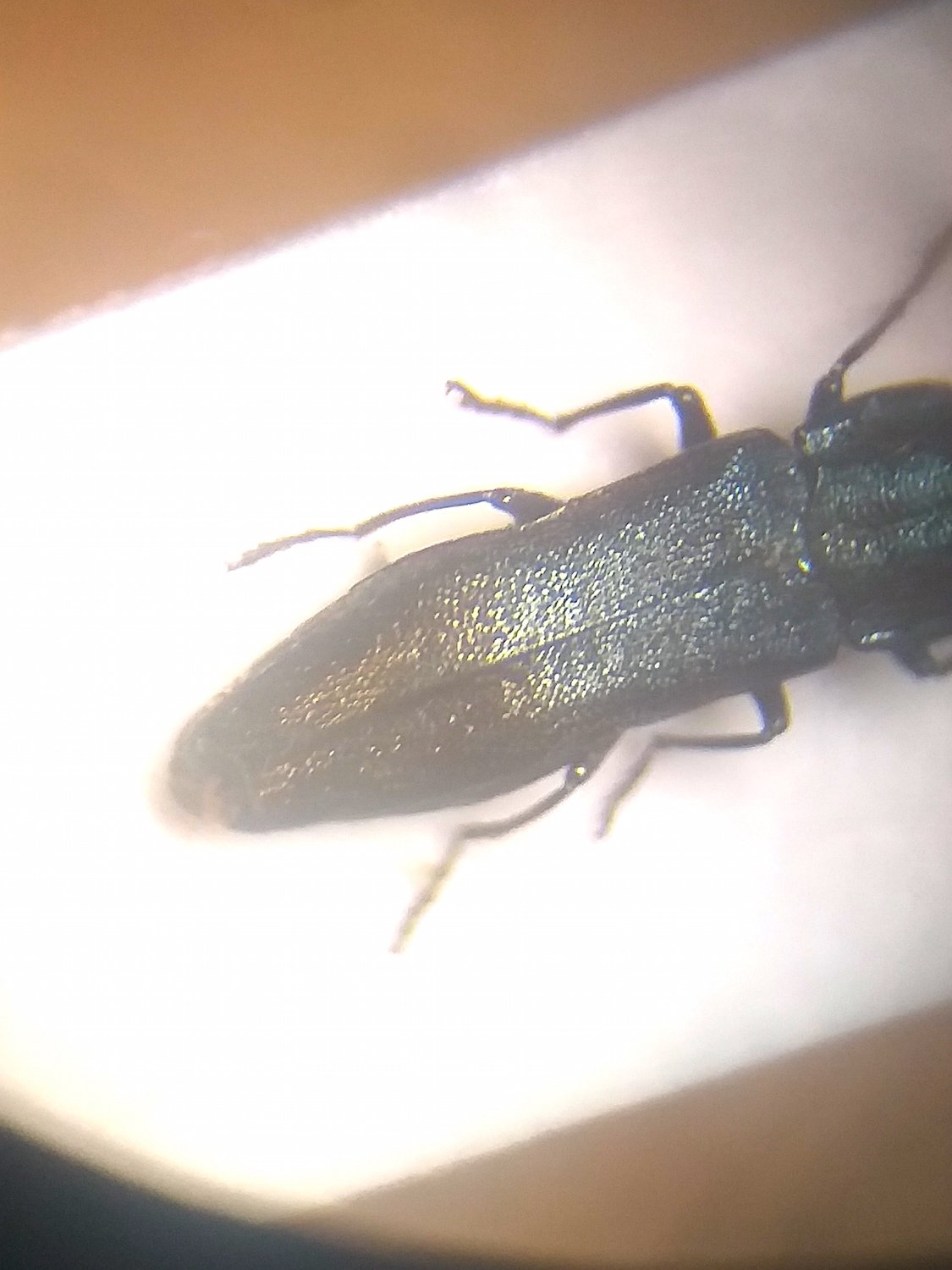 Jacques COULON - Agrilus (Quercuagrilus) curtulus - réf. 325724 (1125 x 1500 pixels, 151 ko)