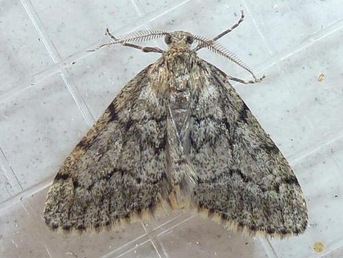 Réf. 326 521 : Tephronia sepiaria