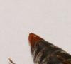 326988 – Photo : Jude Bucktrout – France (36)