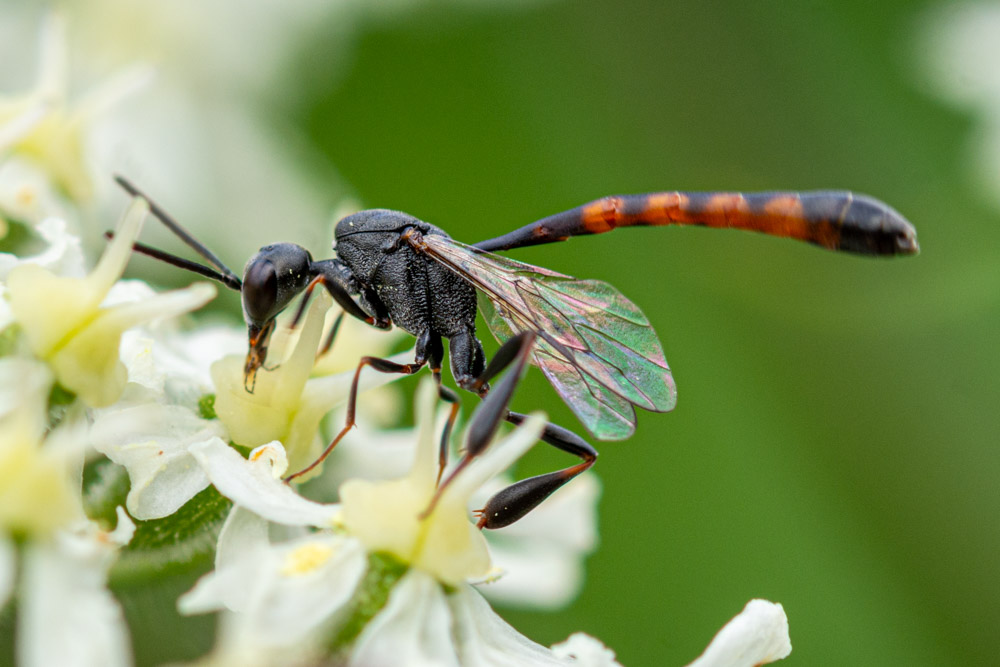 Christophe Sirere - Gasteruption sp. - réf. 326039 (1000 x 667 pixels, 164 ko)