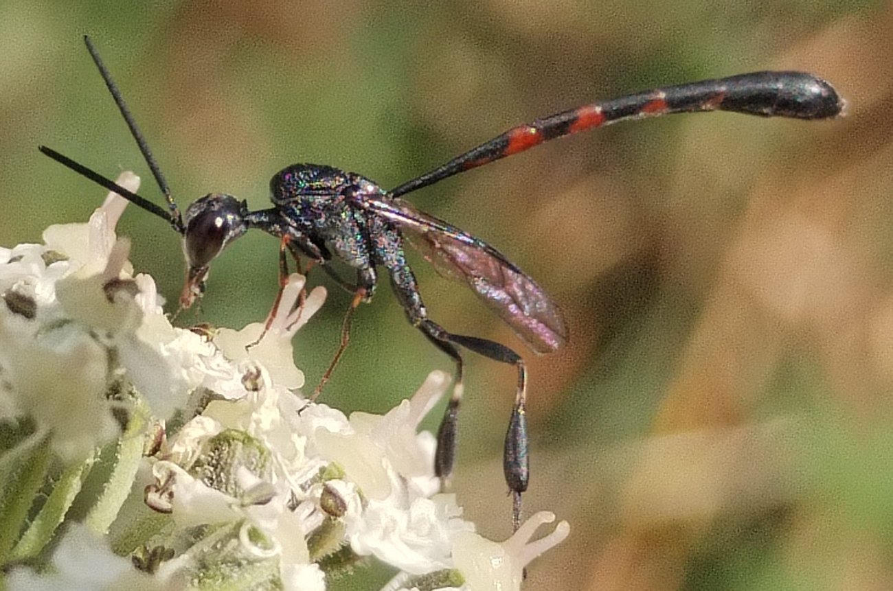 Nathan Ruchalski - Gasteruption caucasicum - réf. 326257 (1300 x 861 pixels, 205 ko)