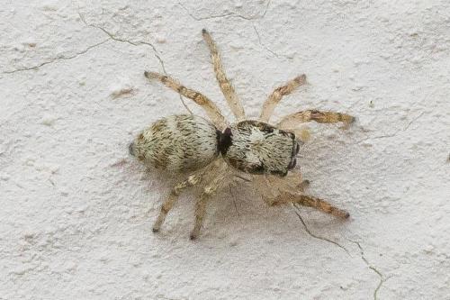 Salticus scenicus
