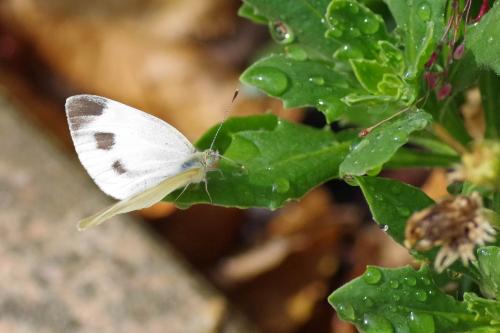 Pieris mannii