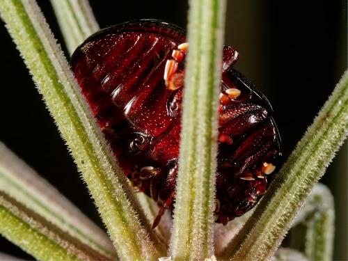 Réf. 329 720 : Chrysolina bankii