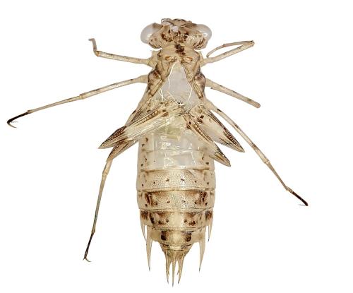 Réf. 329 089 : Pantala flavescens