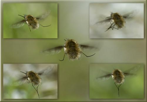 Réf. 33 076 : Bombylius major