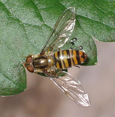 Réf. 33 602 : Episyrphus balteatus