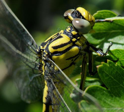 Gomphus simillimus