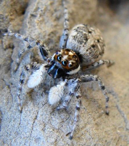 Réf. 33 226 : Menemerus semilimbatus