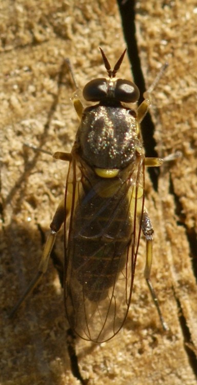 Edith Konik - Solva marginata - réf. 33487 (384 x 750 pixels, 127 ko)