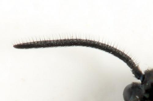 Arge gracilicornis