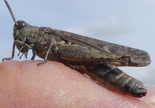 Réf. 332 397 : Chorthippus sp.