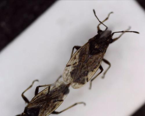 Nysius sp.