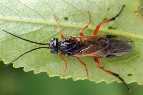 Euura caeruleocarpa
