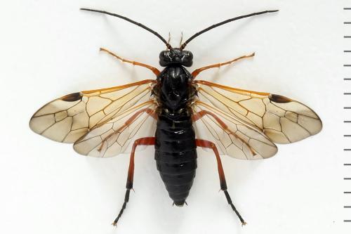 Euura caeruleocarpa