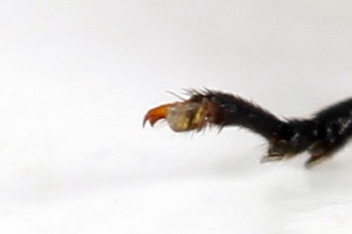 Euura caeruleocarpa