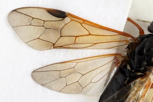 Euura caeruleocarpa