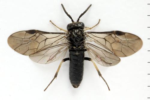 Réf. 332 180 : Claremontia alternipes