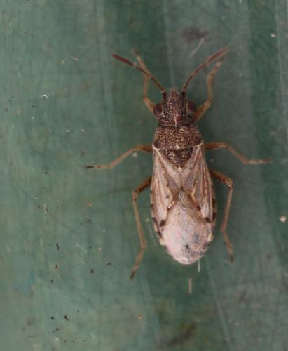 Nysius sp.