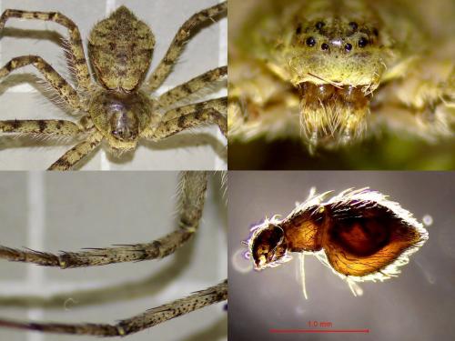 Réf. 334 191 : Philodromus margaritatus