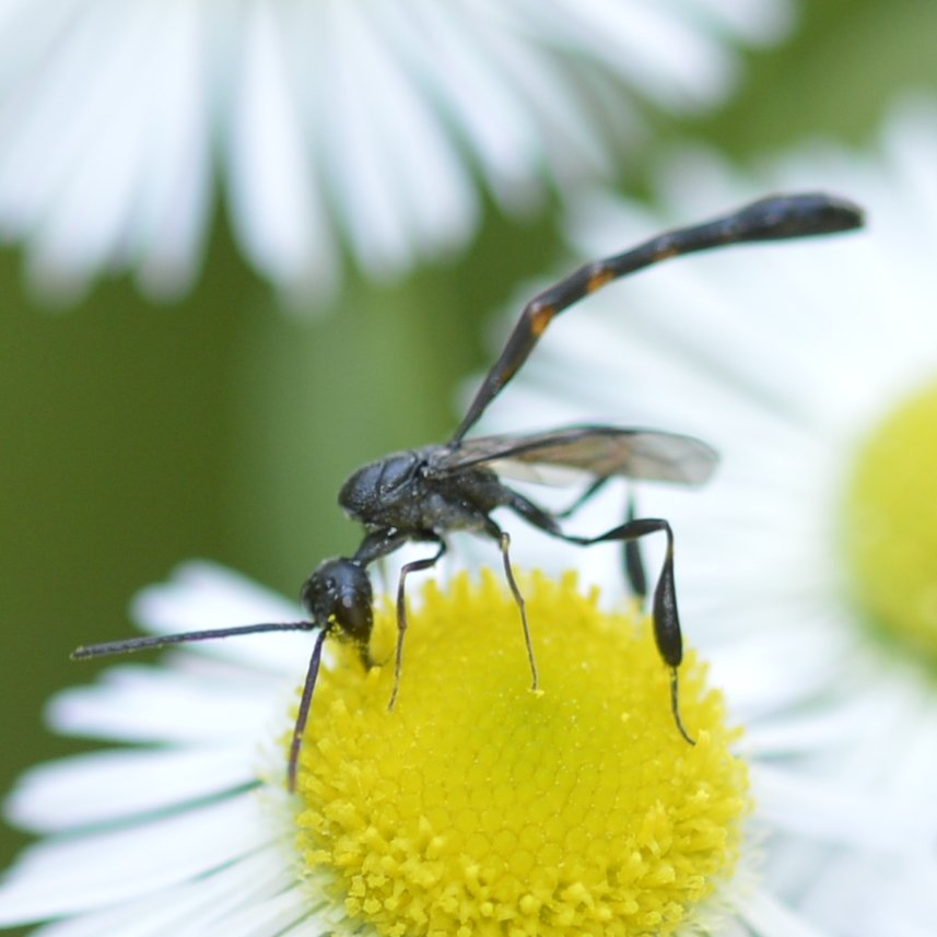 sofiane lemieuvre - Gasteruption sp. - réf. 334632 (857 x 857 pixels, 66 ko)