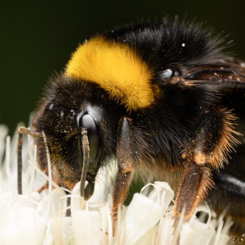 Réf. 336 760 : Bombus terrestris