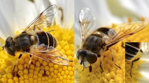 Réf. 336 533 : Eristalis arbustorum