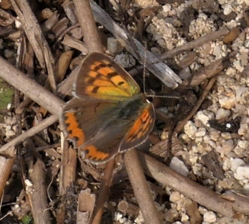Réf. 336 269 : Lycaena phlaeas