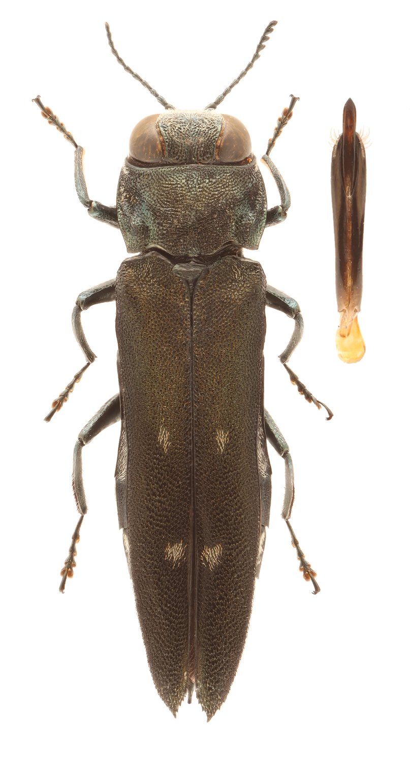PierrickB - Agrilus (Uragrilus) ater - réf. 336536 (807 x 1500 pixels, 161 ko)