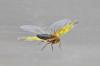 337240 – Photo : Oryctes – France (59)