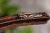 337192 – Photo : Lionel Casset – Cap-Vert