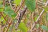 337193 – Photo : Lionel Casset – Cap-Vert
