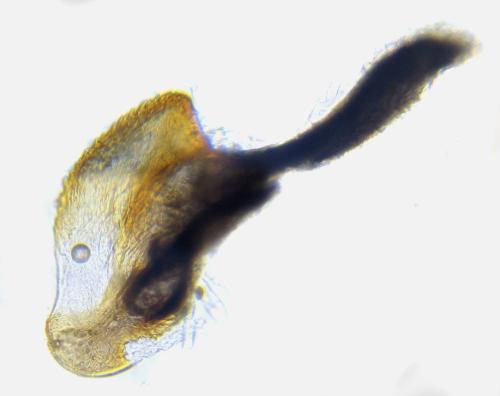 Réf. 338 102 : Empria pallimacula
