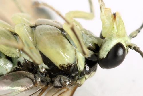 Pachyprotasis simulans
