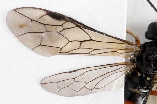 Réf. 338 814 : Taxonus agrorum