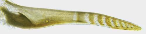 Aneugmenus fuerstenbergensis
