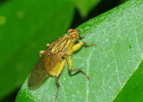 Réf. 34 163 : Scathophaga stercoraria