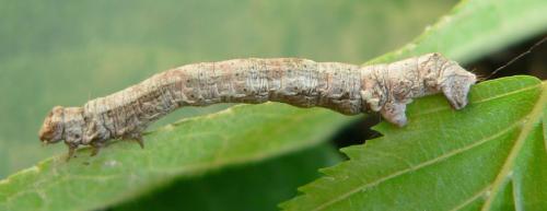 Réf. 34 282 : Ectropis crepuscularia