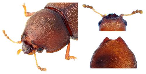 Cis dentatus