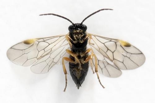 Euura proxima