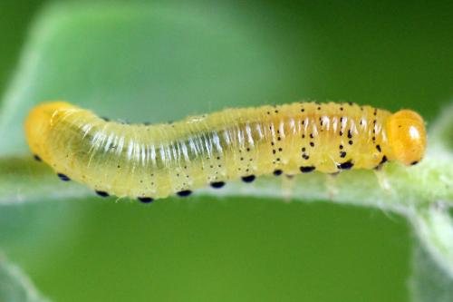 Pristiphora maesta