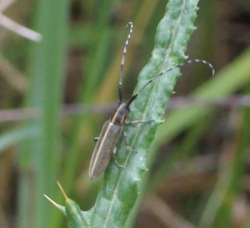 Réf. 341 756 : Agapanthia cardui