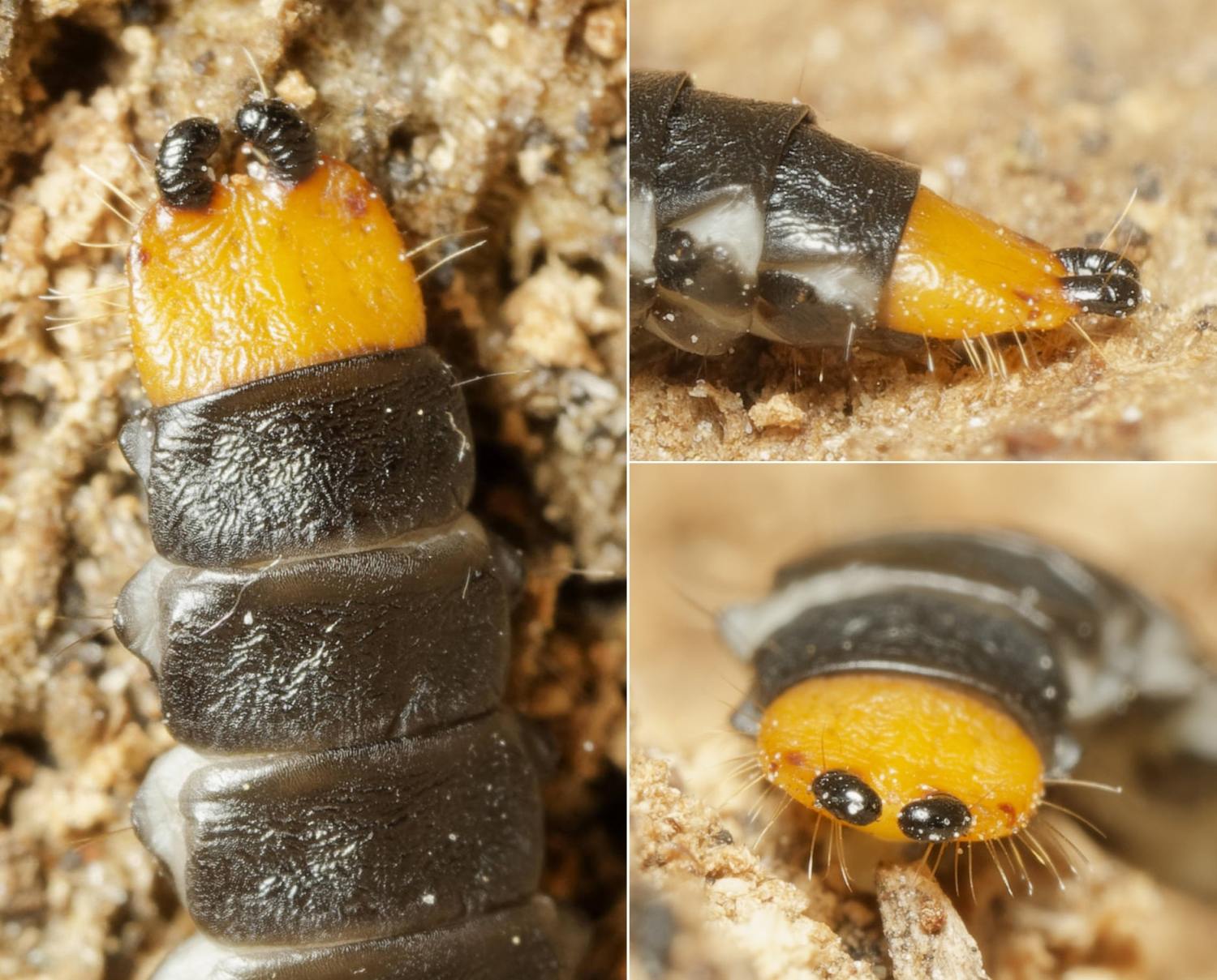 Pierre Bornand - Lygistopterus sanguineus - réf. 341422 (1500 x 1209 pixels, 214 ko)