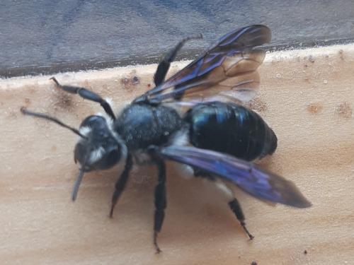 Réf. 342 846 : Andrena agilissima