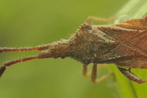 Réf. 342 139 : Coriomeris sp.
