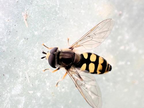 Eupeodes corollae