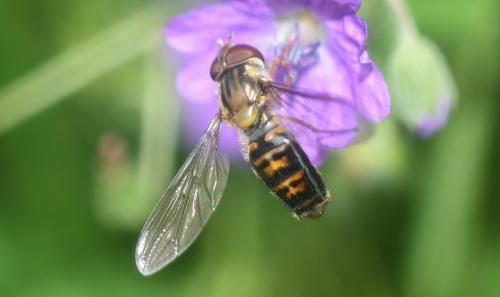 Episyrphus balteatus