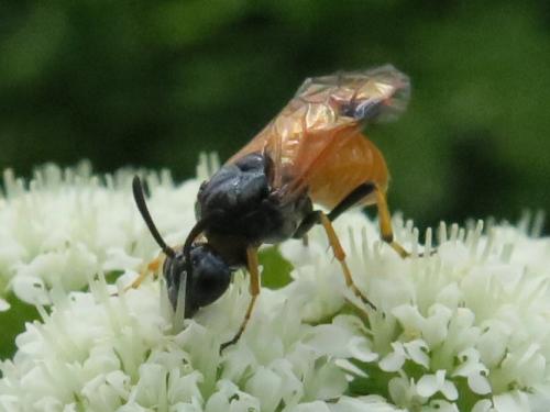 Réf. 343 367 : Arge melanochra