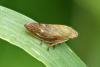 Aphrophora salicina