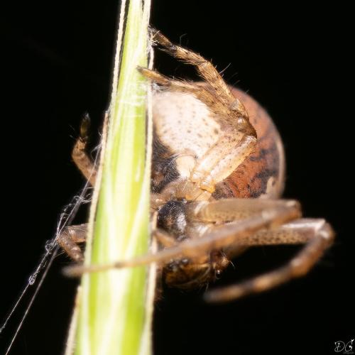 Réf. 345 782 : Tmarus piger